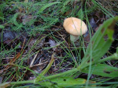 DSC06800.JPG