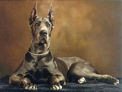 dog1.jpg